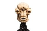 01-El-Seor-de-los-Anillos-Estatua-Skull-of-a-Cave-Troll-21-cm.jpg