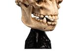 08-El-Seor-de-los-Anillos-Estatua-Skull-of-a-Cave-Troll-21-cm.jpg