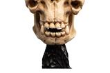 10-El-Seor-de-los-Anillos-Estatua-Skull-of-a-Cave-Troll-21-cm.jpg