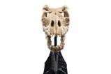 01-El-Seor-de-los-Anillos-Estatua-Skull-of-a-Fell-Beast-21-cm.jpg