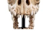 04-El-Seor-de-los-Anillos-Estatua-Skull-of-a-Fell-Beast-21-cm.jpg