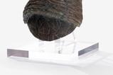 01-Jurassic-Park-11-Rplica-Triceratops-Toenail-16-cm.jpg