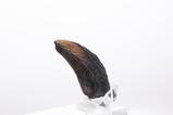 08-Jurassic-Park-11-Rplica-Velociraptor-Toenail-Type-A-11-cm.jpg