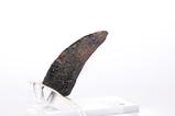 11-Jurassic-Park-11-Rplica-Velociraptor-Toenail-Type-A-11-cm.jpg
