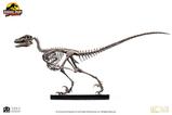 02-Jurassic-Park-Estatua-14-Raptor-Skeleton-Bronze-46-cm.jpg