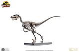 03-Jurassic-Park-Estatua-14-Raptor-Skeleton-Bronze-46-cm.jpg