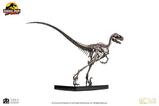 05-Jurassic-Park-Estatua-14-Raptor-Skeleton-Bronze-46-cm.jpg
