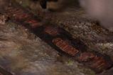 20-Jurassic-World-Estatua-112-Indominus-Rex-139-cm.jpg