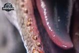 24-Jurassic-World-Estatua-112-Indominus-Rex-139-cm.jpg