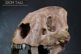 01-Wonders-of-the-Wild-Series-Estatua-Smilodon-Skull-Fossil-22-cm.jpg