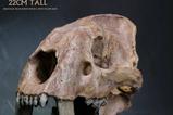 03-Wonders-of-the-Wild-Series-Estatua-Smilodon-Skull-Fossil-22-cm.jpg