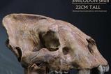 04-Wonders-of-the-Wild-Series-Estatua-Smilodon-Skull-Fossil-22-cm.jpg