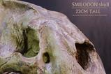 05-Wonders-of-the-Wild-Series-Estatua-Smilodon-Skull-Fossil-22-cm.jpg