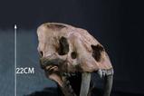 06-Wonders-of-the-Wild-Series-Estatua-Smilodon-Skull-Fossil-22-cm.jpg