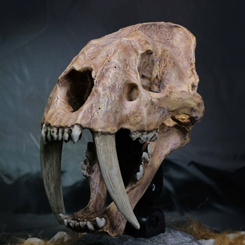 Descubre la impresionante estatua de la serie Wonders of the Wild: el fósil del cráneo de un Smilodon de 22 cm. Esta pieza, una representación meticulosa del icónico gato dientes de sable, destaca por sus grandes caninos curvados