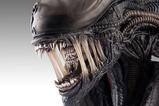 05-Alien-Romulus-Busto-11-Xenomorph-53-cm.jpg