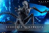 06-Alien-Romulus-Figura-Movie-Masterpiece-16-Scorched-Xenomorph-44-cm.jpg