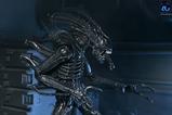 13-Aliens-Ultimate-Figura-Warrior-1986-Xenomorph-Black-40th-Anniversary-23-cm.jpg