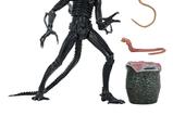 17-Aliens-Ultimate-Figura-Warrior-1986-Xenomorph-Black-40th-Anniversary-23-cm.jpg