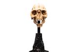 01-El-Seor-de-los-Anillos-Estatua-Skull-of-a-Moria-Orc-13-cm.jpg