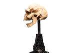 05-El-Seor-de-los-Anillos-Estatua-Skull-of-a-Moria-Orc-13-cm.jpg