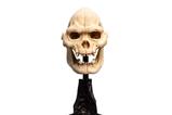 01-El-Seor-de-los-Anillos-Estatua-Skull-of-Lurtz-14-cm.jpg