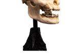 04-El-Seor-de-los-Anillos-Estatua-Skull-of-Lurtz-14-cm.jpg