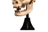 05-El-Seor-de-los-Anillos-Estatua-Skull-of-Lurtz-14-cm.jpg