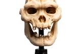 08-El-Seor-de-los-Anillos-Estatua-Skull-of-Lurtz-14-cm.jpg