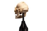 09-El-Seor-de-los-Anillos-Estatua-Skull-of-Lurtz-14-cm.jpg