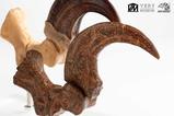05-Jurassic-Park-ECC-Elite-Creature-Line-Estatua-Velociraptor-Foot-Claw-and-Fossi.jpg