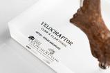 13-Jurassic-Park-ECC-Elite-Creature-Line-Estatua-Velociraptor-Foot-Claw-and-Fossi.jpg