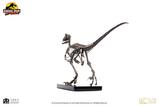 09-Jurassic-Park-Estatua-14-Raptor-Skeleton-Bronze-46-cm.jpg