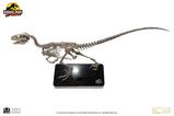 11-Jurassic-Park-Estatua-14-Raptor-Skeleton-Bronze-46-cm.jpg