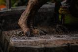03-jurassic-park-estatua-icons-trex-breakout-set-a-17-cm.jpg