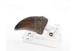 01-Jurassic-Park-Estatua-TRex-Hand-Claw-13-cm.jpg