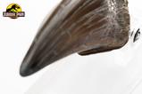 02-Jurassic-Park-Estatua-TRex-Hand-Claw-13-cm.jpg