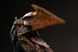04-Jurassic-World-el-renacer-Icons-Estatua-Quetzalcoatlus-26-cm.jpg
