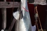 07-Tiburn-Maqueta-112-Jaws-76-cm.jpg