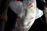 14-Tiburn-Maqueta-112-Jaws-76-cm.jpg