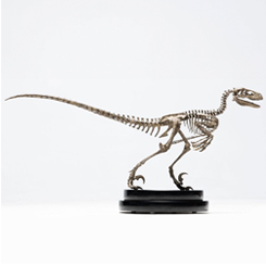 Imagina el eco de un pasado antiguo y fascinante, donde las bestias más temidas dominaban la tierra. La Jurassic Park Statue 1/8 Velociraptor Skeleton Bronze de 24 cm rinde homenaje a la grandeza y misterio de Deinonychus,