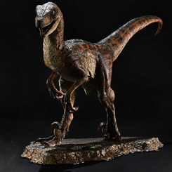 ¡Revive la emoción de Jurassic Park con la estatua Prime Collectibles 1/10 del Velociraptor con la boca abierta! Esta impresionante pieza captura la ferocidad y la majestuosidad de estos depredadores prehistóricos en todo su esplendor.