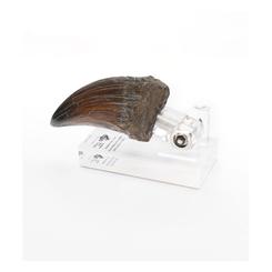 La garra de T. rex de Jurassic Park se materializa en tu colección con una fidelidad asombrosa: mide 13 × 6 × 6 cm, y montada en su base acrílica de estilo museo alcanza 13 × 13 × 6 cm