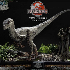 Explora el mundo prehistórico con la impresionante estatua de la Velociraptor Hembra Versión Bonus de Jurassic Park III, parte de la prestigiosa Legacy Museum Collection.