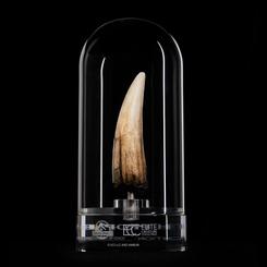 Una réplica que parece salida de una vitrina de efectos especiales: la Jurassic Park III Prop Replica 1/1 Spinosaurus Tooth de Elite Creature Collectibles reproduce el colmillo del Spinosaurus del animatrónico a tamaño real visto en Jurassic Park III,